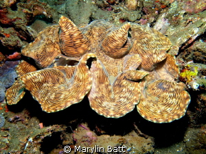 Beautiful Giant Clam by Marylin Batt 